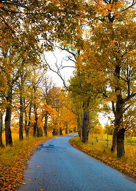 Autumn Road