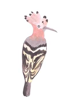 Hoopoe or Upupa epops bird