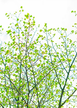 Tree Branch On Sky Backgro