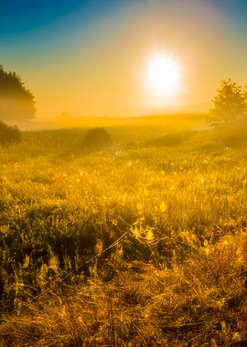 Morning On Foggy Meadow La