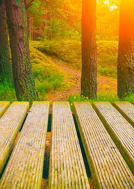 Wooden Walkway In The Fore