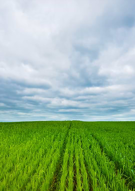 Fields In The Coutryside G
