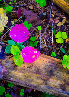 Forest Substrate CloseUp