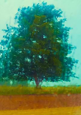 Tree In The Field Through