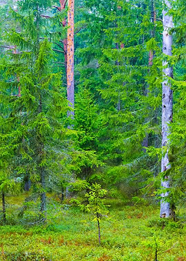 Dark Pine Forest Panorama