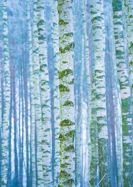 Frosty Birch Forest