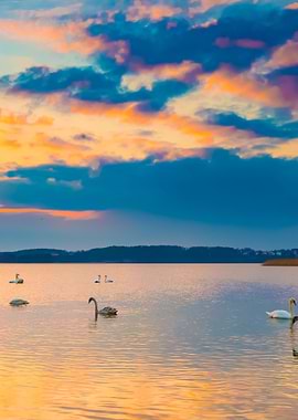 Lake Landscape With Swimmi