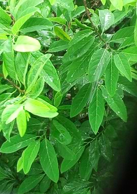 Mango Tree in Rain