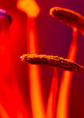 Beautiful Lily Growing In