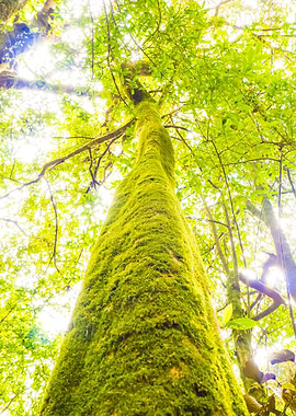 Rain Forest Tree At Doi In