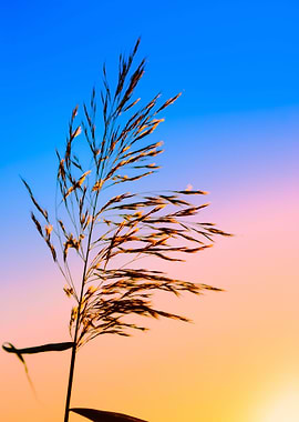 Sunset Grass