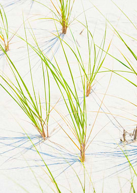 Sea Grass