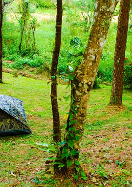 Camping Tent In Forest Of