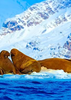 Winter Arctic Landscape Wi