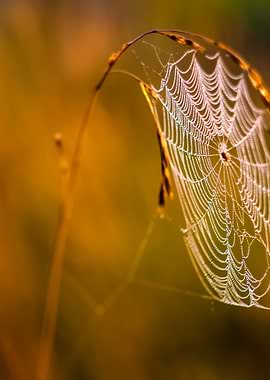 Beautiful Spider Web On Gr