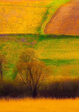 Field Landscape