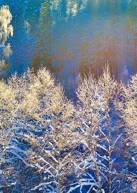 Frost On Trees In River Va