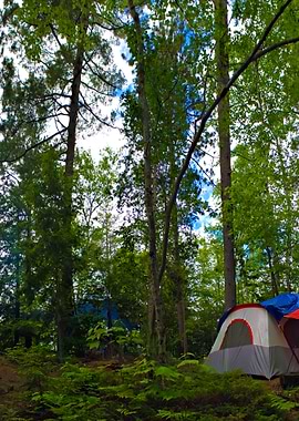 Forest Tent Camping