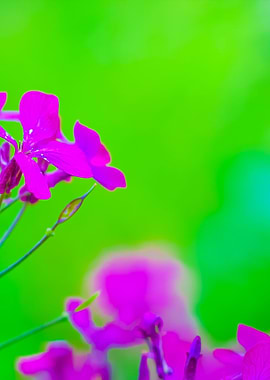 Pink Springtime Flowers