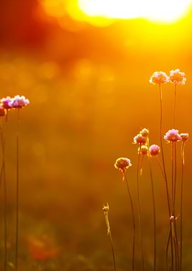 Stunning Backgrounds