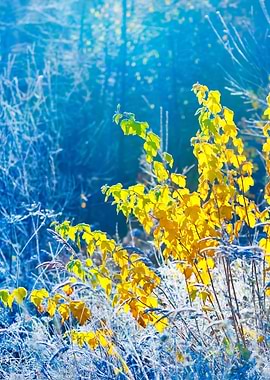 Landscape With The Frozen