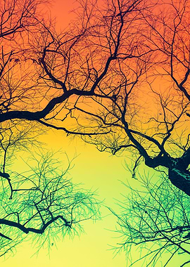 Trees Silhouettes Against