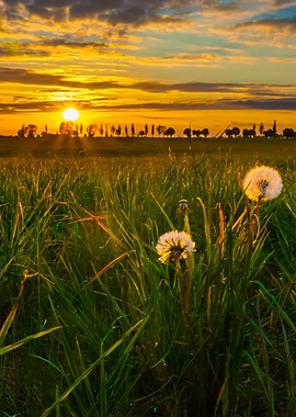 Dandelions On Meadow