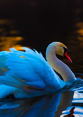 Swan On Sunset Lake