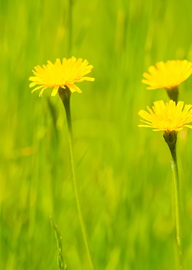 Wild Yellow Springtime Flo