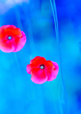 Poppy Flowers With Blue Mo