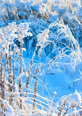 HoarFrost On Plants In Win