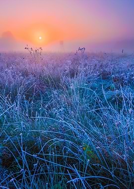 Beautiful Morning With Fro