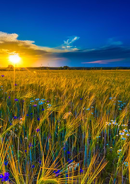 Beautiful Landscape Of Sun