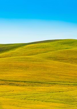 The Grassy Knoll With Blue