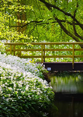 Bridge Over The River And