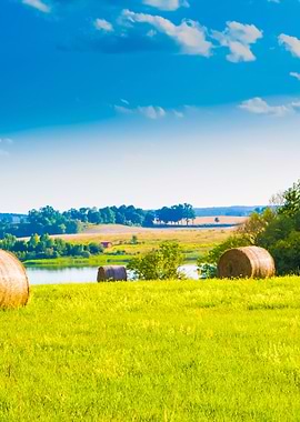 Summer Meadow Landscape