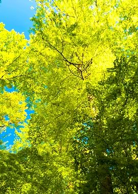 Beech Trees In The Eifel