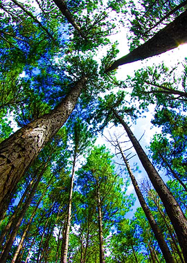 In Summer Forest With Pine