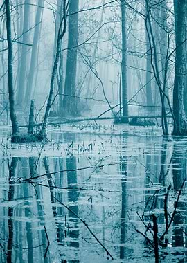 Swamp In Fog At The Sunris