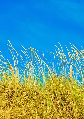 Reed Grass Background On A
