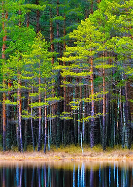 Northern Forest Landscape