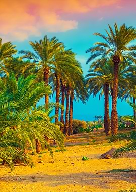 Date Palm Plantation