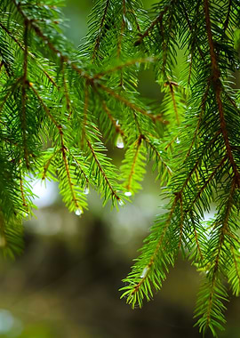 Pine Tree CloseUp