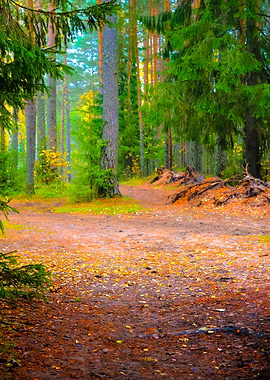 Dark Pine Forest Scene