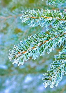 Pine Tree Covered With Fro