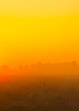 Foggy Morning Meadow