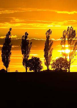 Beautiful Vibrant Sunset O