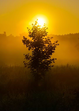 Sun And Morning Fog Above