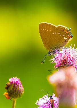 Butterfly In Nature Sittin