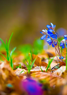 Springtime Liverworts In C